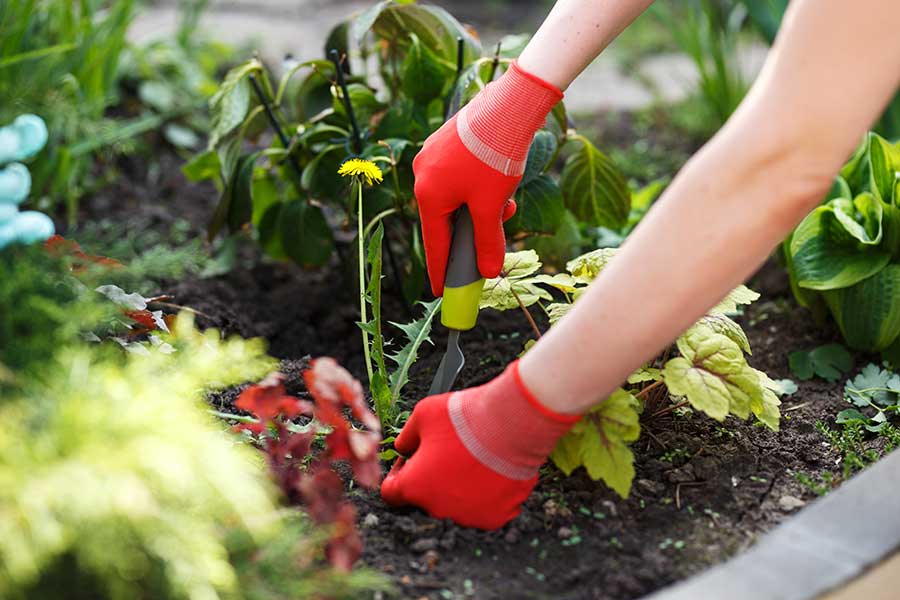 Weeding borders and planting for autumn and winter